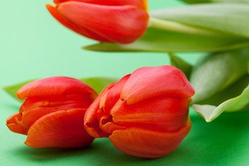 Image showing Beautiful fresh red tulips for a loved one