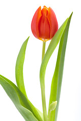 Image showing Beautiful fresh red tulips for a loved one