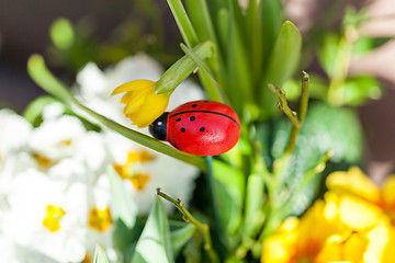 Image showing Background of colourful vivid summer flowers