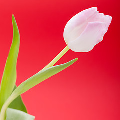 Image showing Spring background of dainty pink tulips