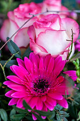 Image showing Background of colourful vivid summer flowers