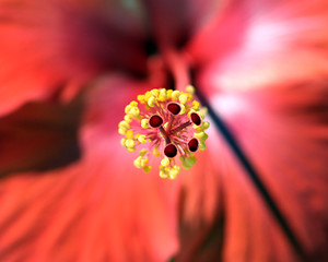 Image showing Hibiscus Pistic