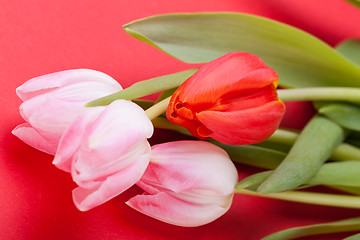 Image showing Spring background of dainty pink tulips