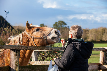 Image showing Elderly couple petting a horse in a paddock