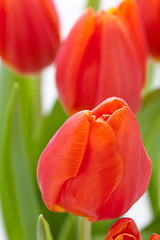 Image showing Beautiful fresh red tulips for a loved one