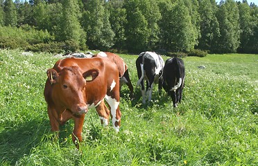 Image showing Grazing calves