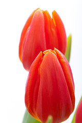 Image showing Beautiful fresh red tulips for a loved one