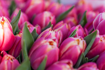 Image showing Background of colourful vivid summer flowers