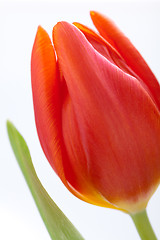 Image showing Beautiful fresh red tulips for a loved one