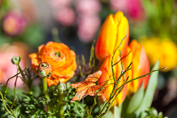 Image showing Background of colourful vivid summer flowers