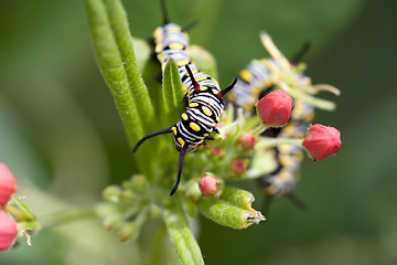 Image showing caterpillar