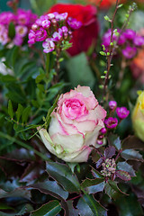 Image showing Background of colourful vivid summer flowers