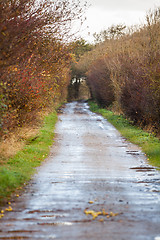 Image showing landscape and street in autumn spring outdoor 