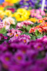 Image showing Background of colourful vivid summer flowers