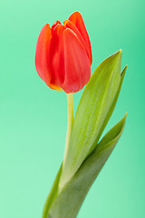 Image showing Beautiful fresh red tulips for a loved one