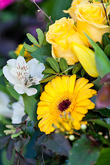 Image showing Background of colourful vivid summer flowers