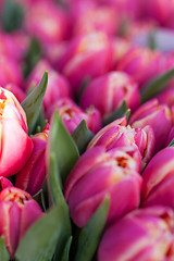 Image showing Background of colourful vivid summer flowers