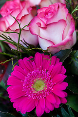 Image showing Background of colourful vivid summer flowers