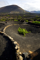 Image showing cultivation la geria vine  crops  