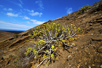 Image showing flower   rock stone sky  hill and summer spain plant 