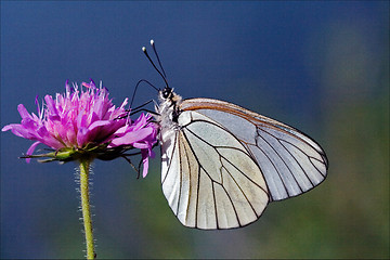 Image showing  little white butterfly   in a pink flower and sky