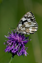 Image showing  little white butterfly resting in a pink flower 