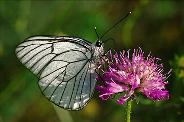 Image showing  white  resting in a pink flower and green