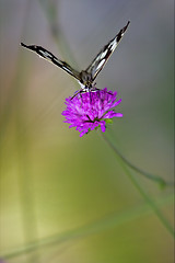Image showing   white butterfly resting in a pink flower facade