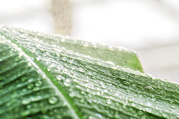 Image showing Leave with rain drops