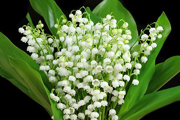 Image showing Lily of the valley