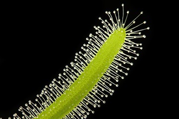 Image showing Insectivorous plant