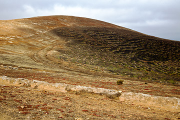 Image showing spain geria vine grapes wall crops