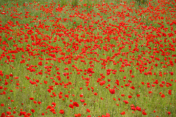 Image showing Poppies