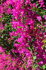 Image showing Beautiful bougainvillea flowers