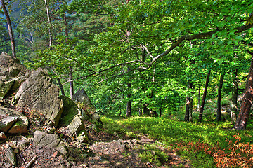 Image showing czech forest 