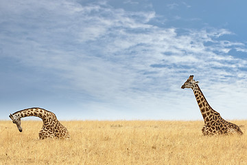 Image showing Masai Giraffes