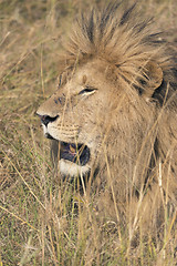 Image showing African lion