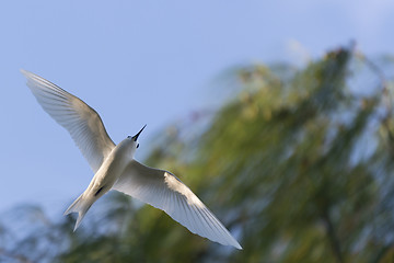 Image showing White tern