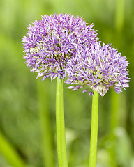Image showing Allium Globemaster