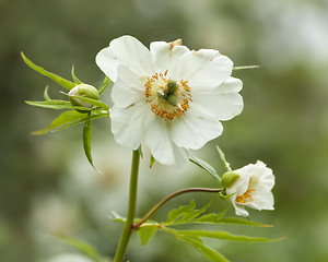 Image showing Himalayan peony