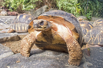 Image showing Indian Star Tortoises - Geochelone elegans