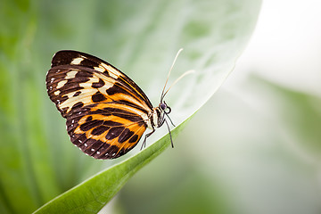 Image showing butterfly