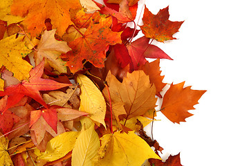 Image showing autumnal leaves background