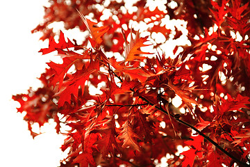 Image showing autumnal leaves background