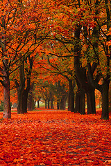 Image showing red autumn in the park