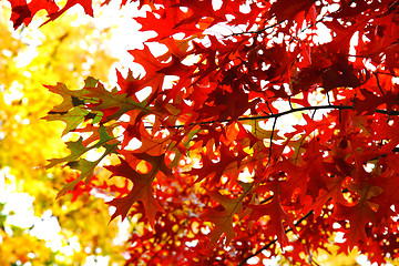 Image showing autumnal leaves background