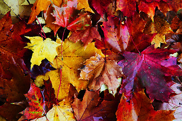 Image showing autumnal leaves background