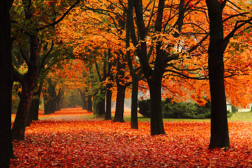 Image showing red autumn in the park