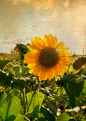 Image showing Sunflower on canvas