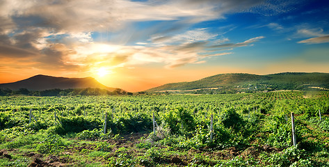 Image showing Crimean vineyard